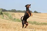 DOBERMANN 963